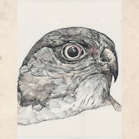 Image 2 of Spirit Hawk