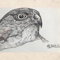 Image 3 of Spirit Hawk