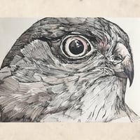 Image 4 of Spirit Hawk