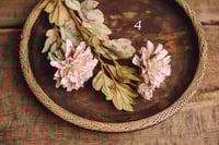 Image 4 of Various interesting plants