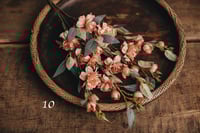 Image 10 of Various interesting plants