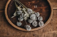 Image 11 of Various interesting plants