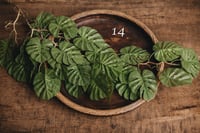 Image 14 of Various interesting plants