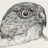 Image 1 of Spirit Hawk