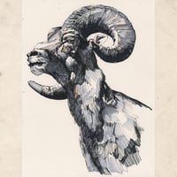 Image 2 of Mountain Goat