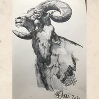 Image 4 of Mountain Goat