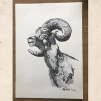 Image 5 of Mountain Goat