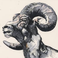 Image 1 of Mountain Goat