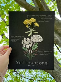 Image 1 of Yellowstone