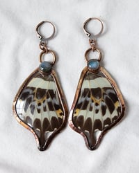 Image 2 of Copper Swallowtail
