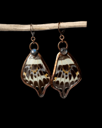 Image 1 of Copper Swallowtail