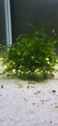 Image 1 of Süsswassertang Moss