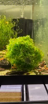 Image 2 of Süsswassertang Moss