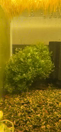 Image 3 of Süsswassertang Moss