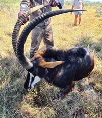 49 3/8" Stable pure Zambian 