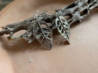 Image 5 of Monstera Swiss Cheese Leaves
