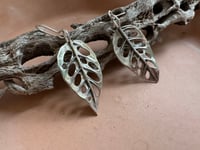 Image 1 of Monstera Swiss Cheese Leaves