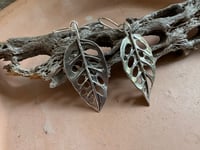 Image 8 of Monstera Swiss Cheese Leaves