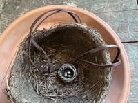 Image 7 of Nesting