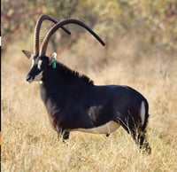 51" sable Zambia 