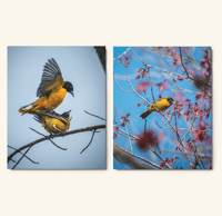 Image 1 of Baltimore Oriole