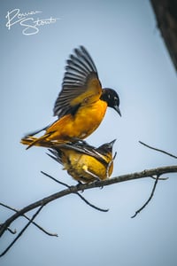 Image 2 of Baltimore Oriole