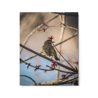 Image 1 of Palm Warbler