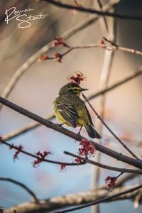 Image 2 of Palm Warbler