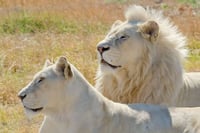 2 pure white adult Lion 