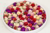 Image 2 of 20g Globe Amaranth Heads - Mixed Colour