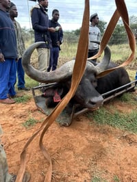 51 2/6"  Cape Buffalo Bull