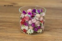 Image 1 of 20g Globe Amaranth Heads - Mixed Colour