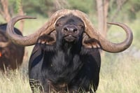 52 1/8 " Cape Buffalo Bull 