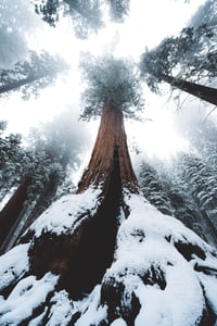 Image 2 of Sequoia Silence