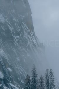 Image 5 of Sequoia Silence