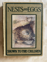 Image 1 of Nests and Eggs Shown to the Children
