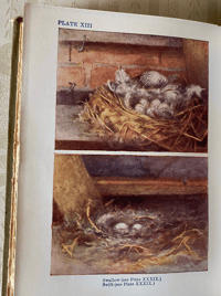 Image 2 of Nests and Eggs Shown to the Children