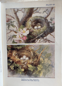 Image 3 of Nests and Eggs Shown to the Children