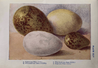 Image 4 of Nests and Eggs Shown to the Children