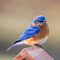 Image 2 of Bluebird House
