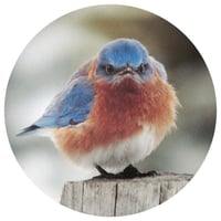 Image 4 of Bluebird House