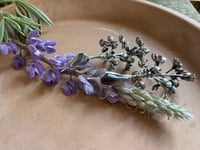 Image 8 of Lupine