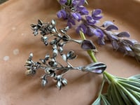Image 4 of Lupine