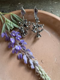 Image 5 of Lupine
