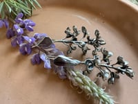 Image 6 of Lupine