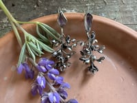 Image 1 of Lupine