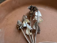 Image 9 of Dandelion Season