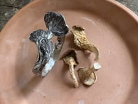 Image 1 of Oyster Mushroom cuff