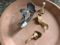 Image 10 of Oyster Mushroom cuff
