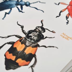 Beetles sticker sheet